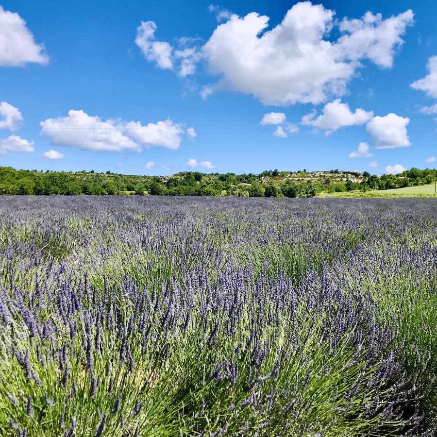 Lavender fields in Provence | Tote bag